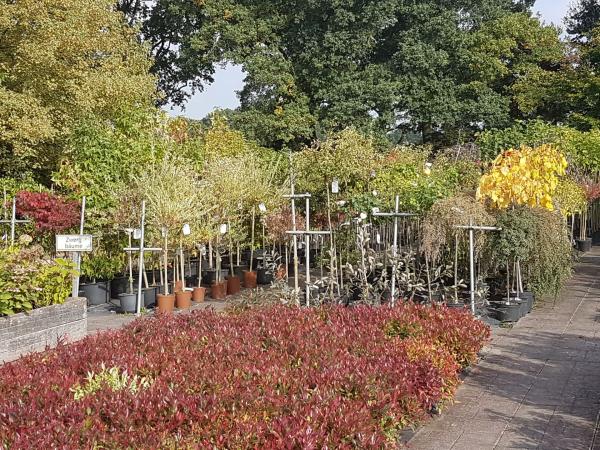 Bilder aus unserem Gartencenter